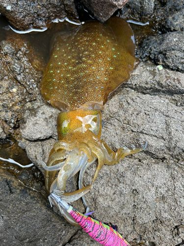 アオリイカの釣果