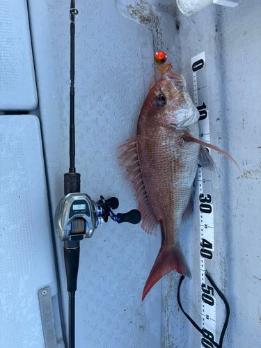 マダイの釣果