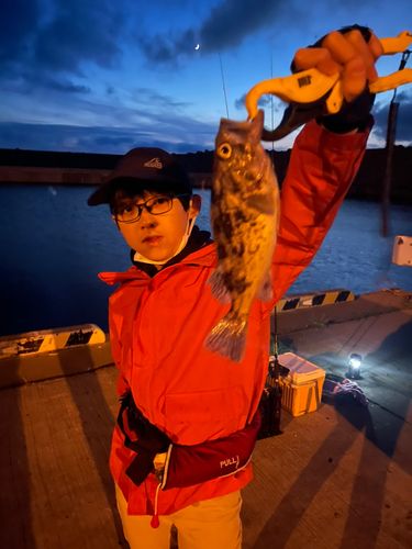 クロソイの釣果