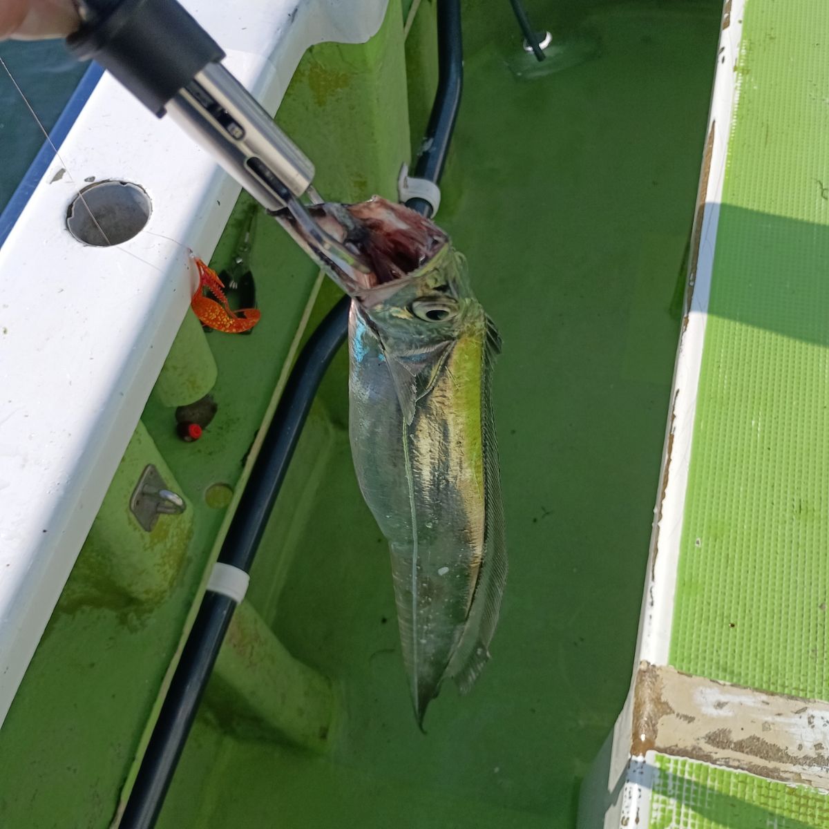 7割坊主さんの釣果 2枚目の画像