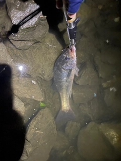 セイゴ（ヒラスズキ）の釣果