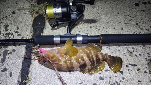 キジハタの釣果