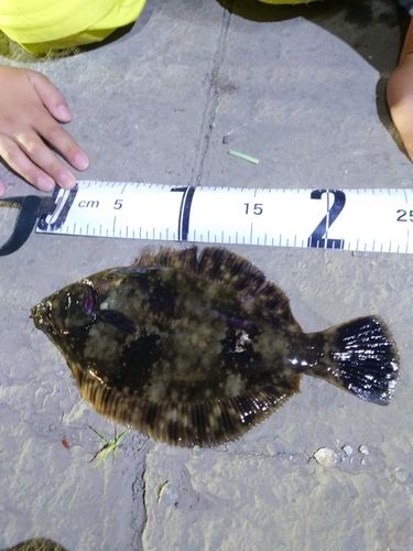 クロガシラガレイの釣果