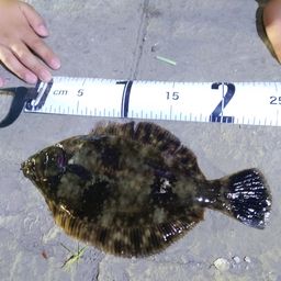 クロガシラガレイ