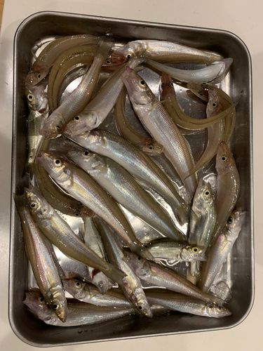 キスの釣果