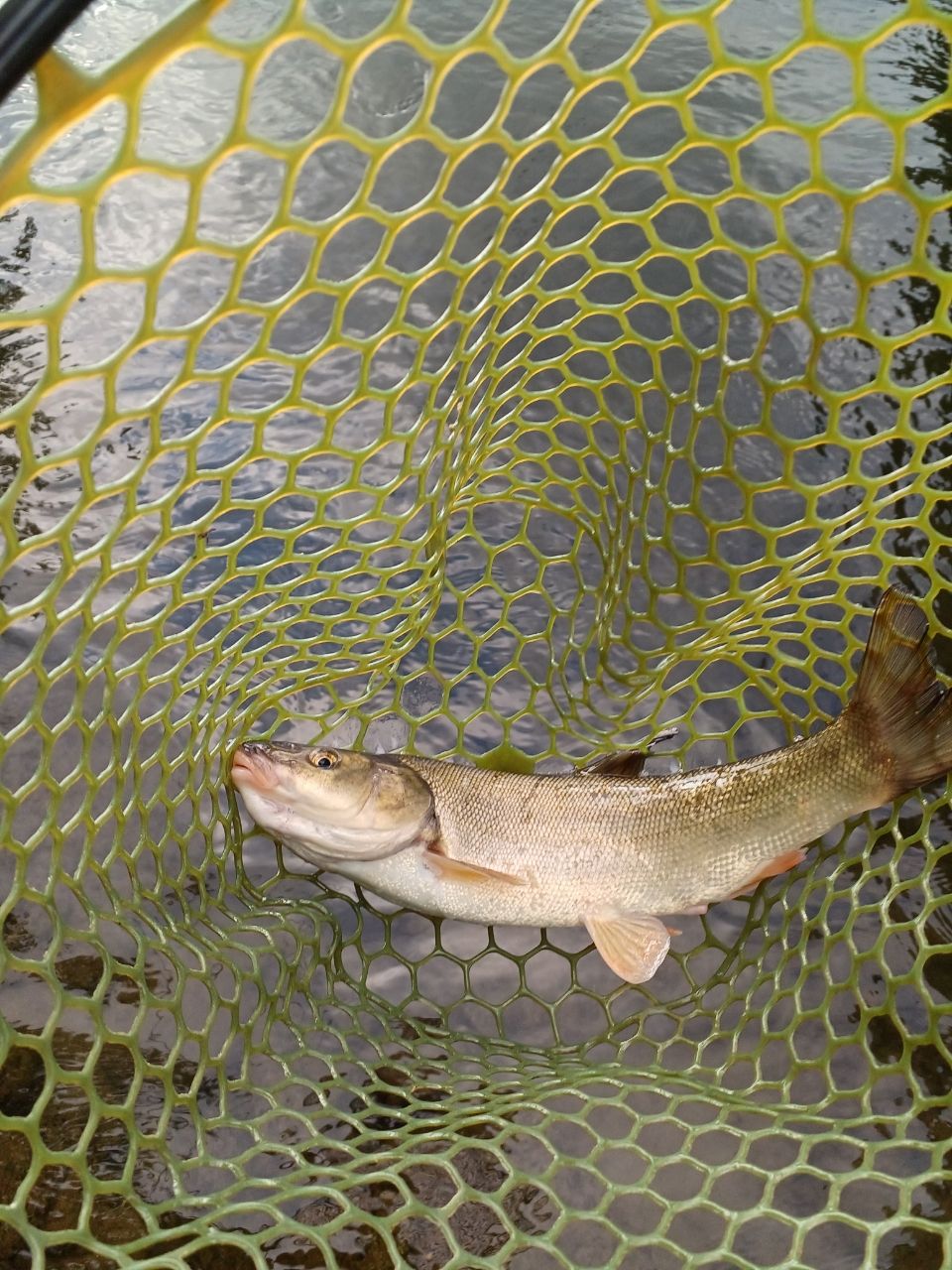 アメマス