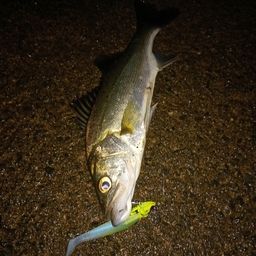 セイゴ（マルスズキ）