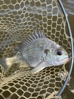 キビレの釣果