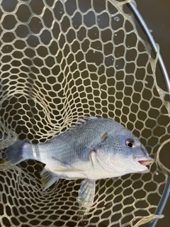 キビレの釣果