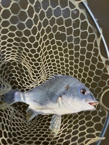 キビレの釣果