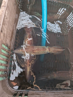 ケンサキイカの釣果