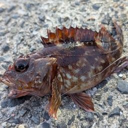 カサゴ