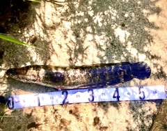 ライギョの釣果