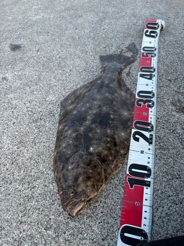 ヒラメの釣果