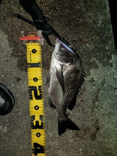 チヌの釣果
