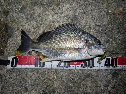 キビレの釣果