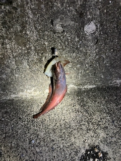 ドンコの釣果