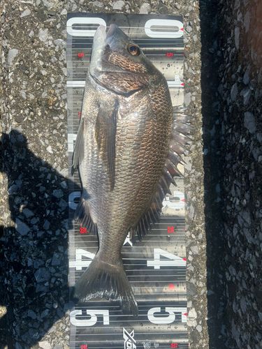 チヌの釣果
