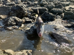 ギマの釣果