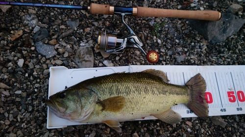 ブラックバスの釣果