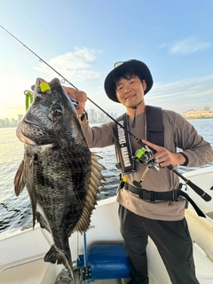 クロダイの釣果