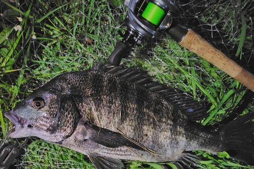クロダイの釣果