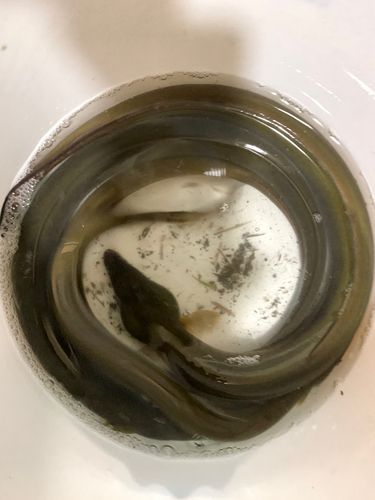 ウナギの釣果
