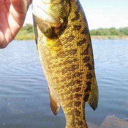 スモールマウスバス