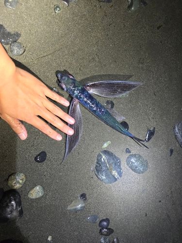 トビウオの釣果