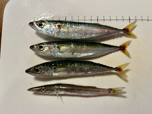 サバの釣果