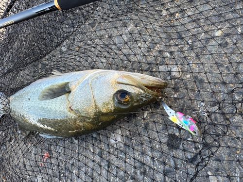 フッコ（マルスズキ）の釣果
