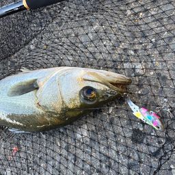 フッコ（マルスズキ）