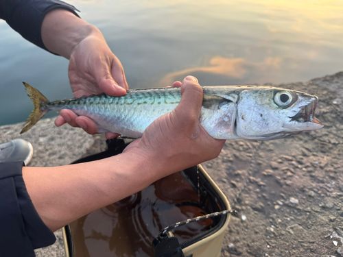 サバの釣果