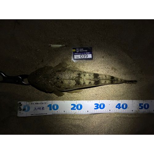 マゴチの釣果