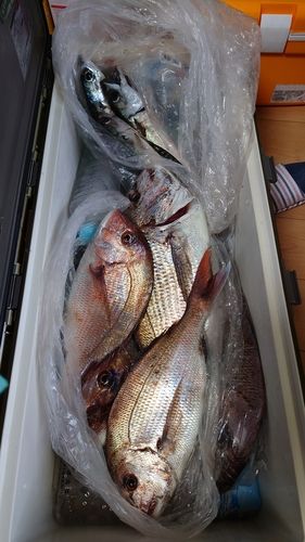 マダイの釣果