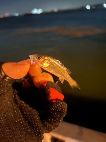 セイゴ（ヒラスズキ）の釣果