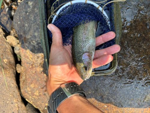 ニジマスの釣果