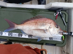 マダイの釣果