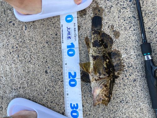 タケノコメバルの釣果