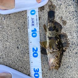 タケノコメバル