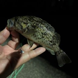 クロソイ