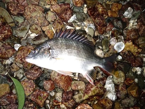 キビレの釣果