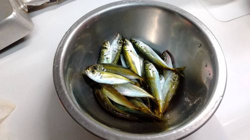 アジの釣果