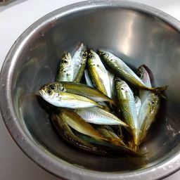 アジ