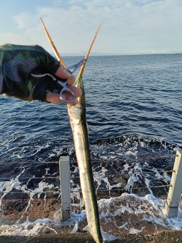 ダツの釣果