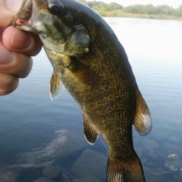 スモールマウスバス