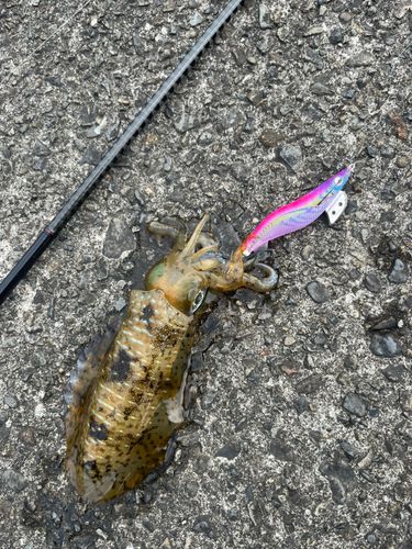アオリイカの釣果