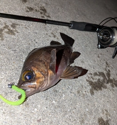 メバルの釣果