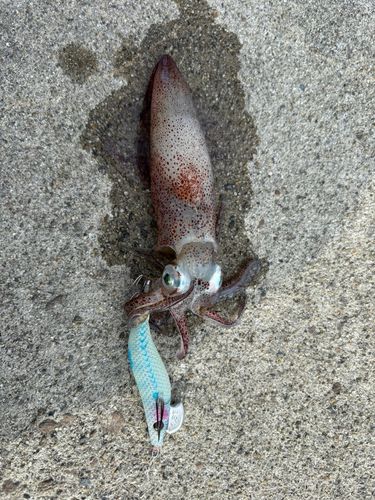 釣果