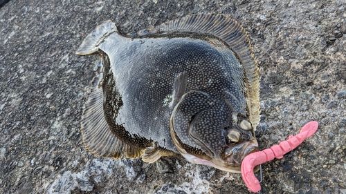 マツカワの釣果